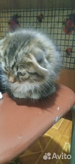 2 котёнка 2 месяца кошечки