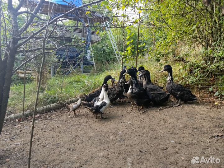 Башкирские хохлатые утки