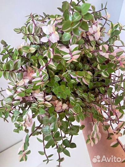 Каллизия Репенс Бьянка