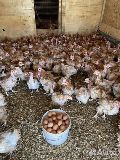 Куры ломан Браун несуться