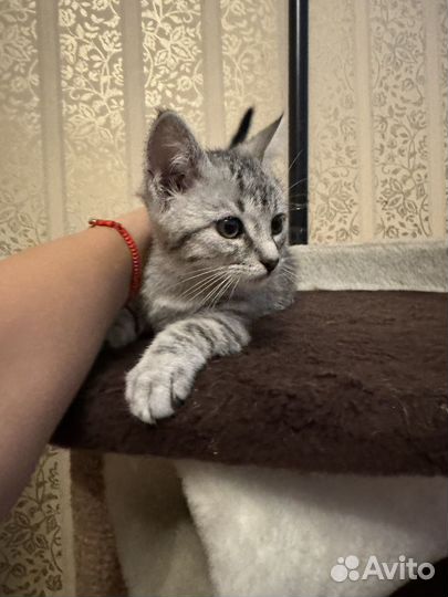 Котенок Макс в добрые руки, в дар