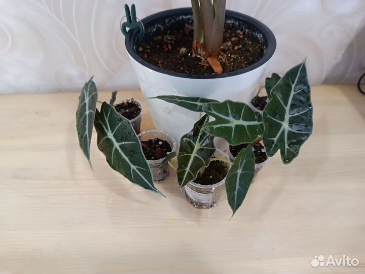 Алоказия полли