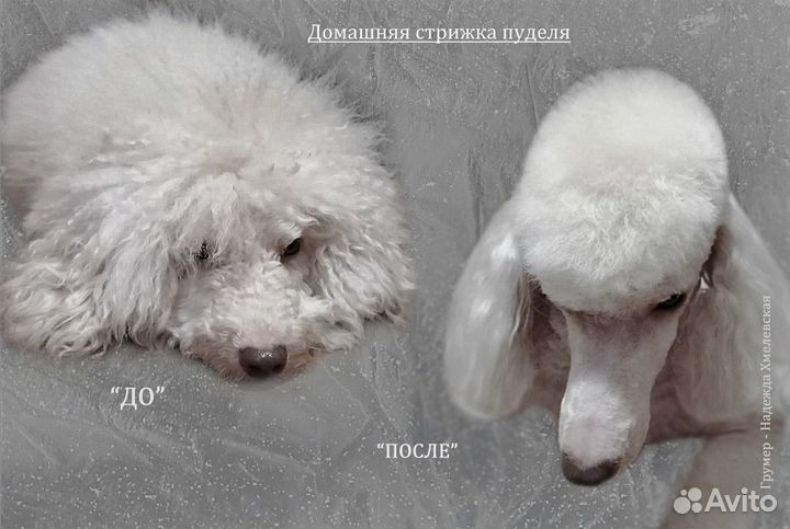 Стрижка собак