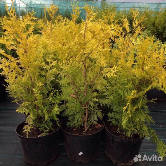 Туя сортовые саженцы