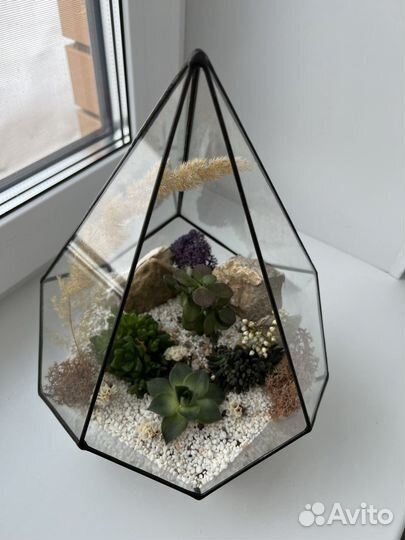 Флорариум цветы суккуленты