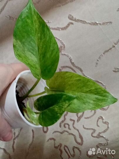 Сциндапсус/ эпипремнум золотистый/ Марбл Квин/Неон