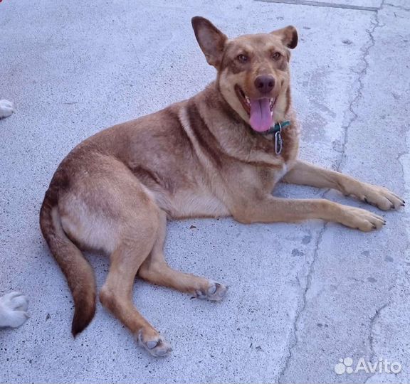 Собака Шеба на охрану дома