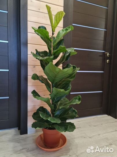 Фикус Лирата/Лировидный 1ствол