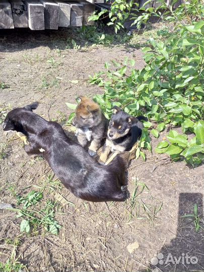 Щенки в добрые руки бесплатно