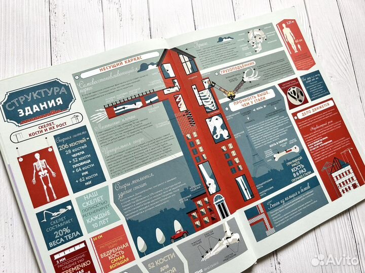 Анатомия. Картография человеческого тела