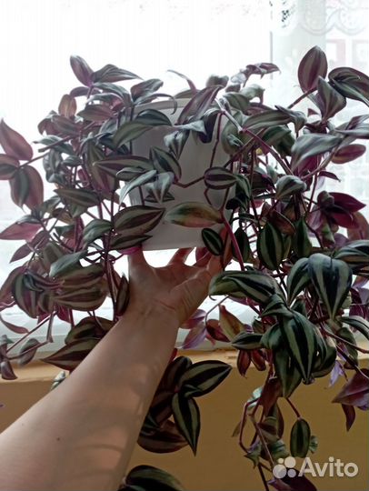 Трандесканция