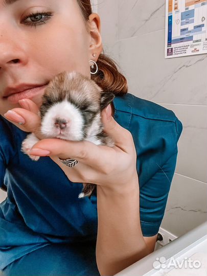 Ветеринарный врач