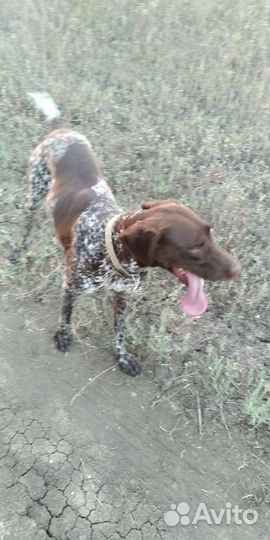 Потерялась собака породы курцхаар