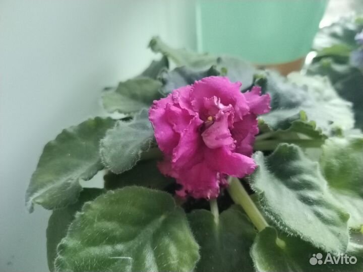 Листочки фиалок