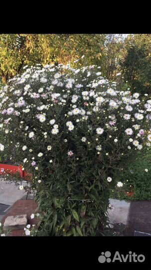 Цветы многолетние садовые