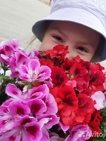 Пеларгонии розебудные королевские тюлпановидные