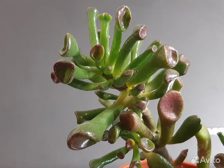 Крассула Голлум, Глоксиния