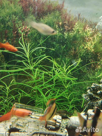 Аквариумное растение