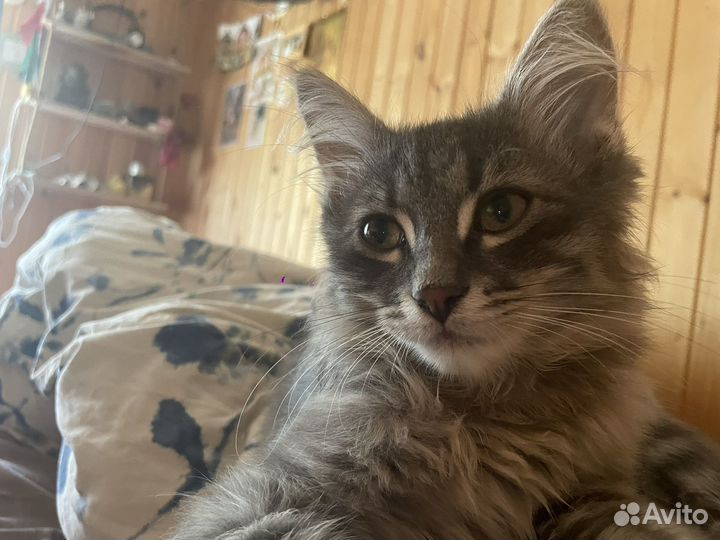Котик в добрые руки