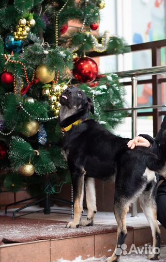 Дарт ищет дом