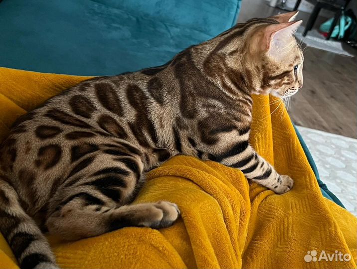 Бенгальский кот вязка