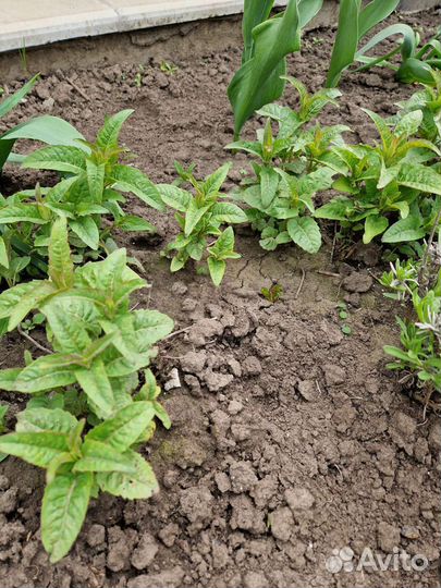 Монарда, душица