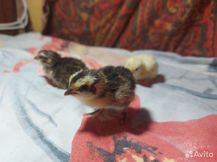 Перепелята