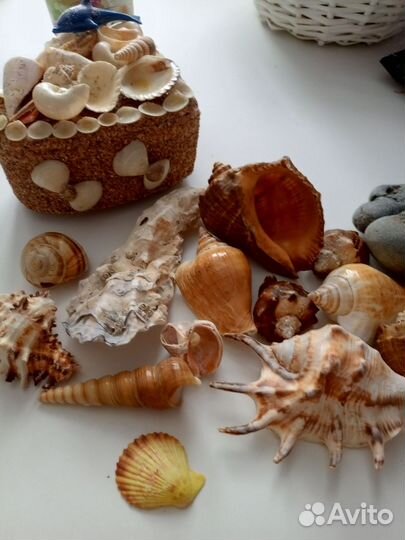 Морские ракушки раковины