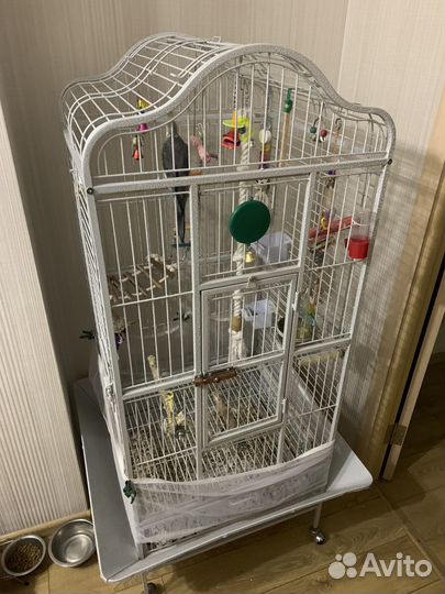 Попугай с клеткой