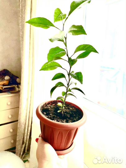 Мандариновое дерево