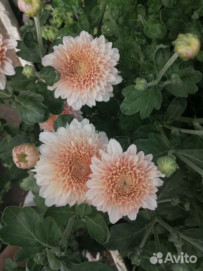 Хризантемы, мультифлора