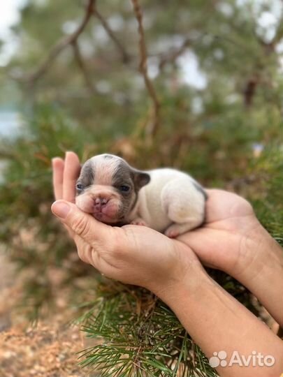 Щенки французский бульдог