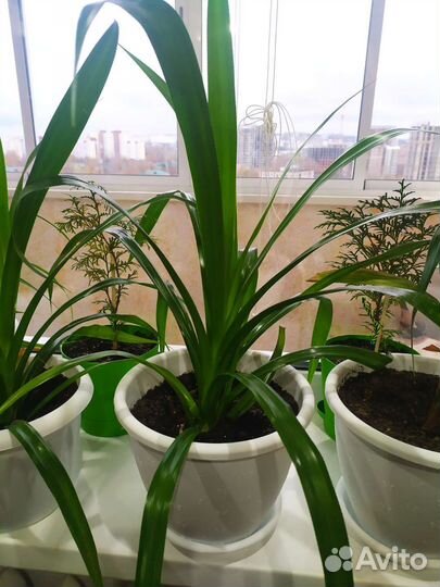 Пальма панданус