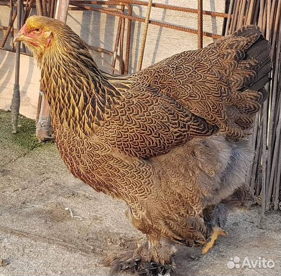 Куры брама куропатчатая