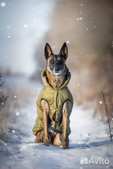 Фотограф анималист