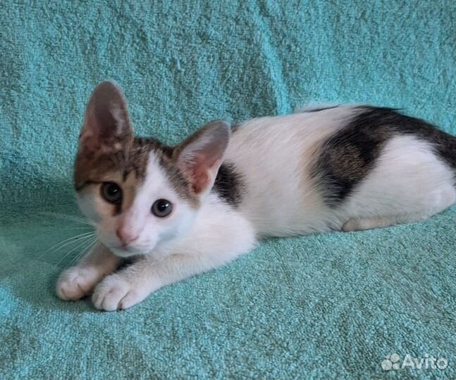 Котëнок мальчик 2,5 месяца