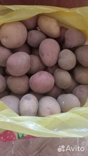 Семенной картофель