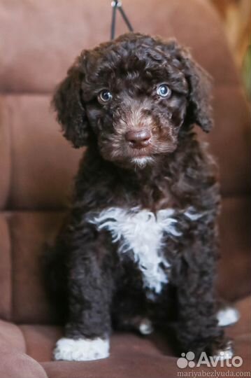 Продажа щенков