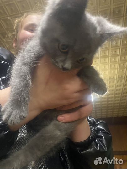 Отдам котика