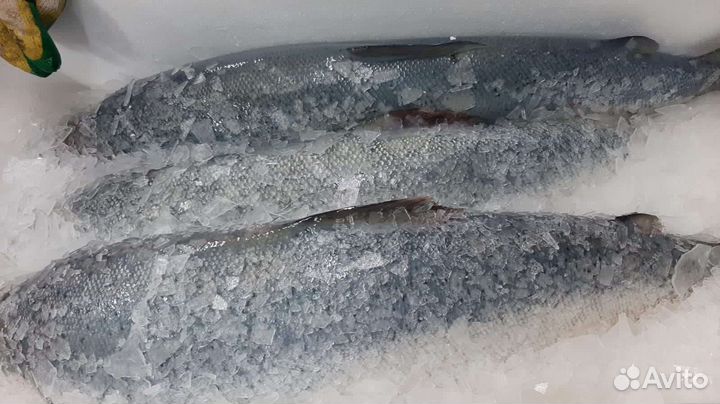 Лосось мурманская