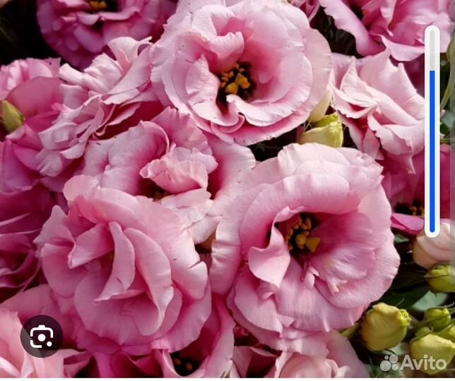 Рассада эустомы