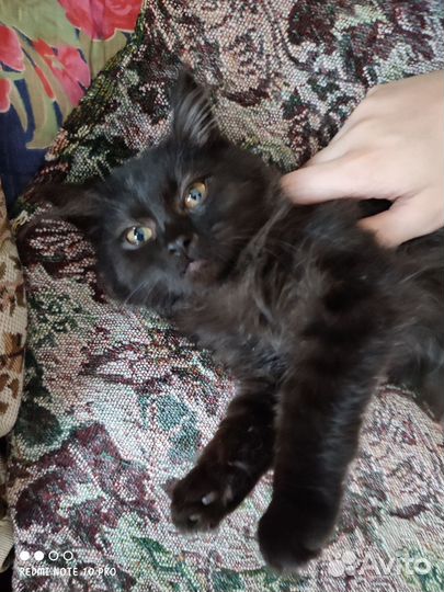 Котенок мальчик