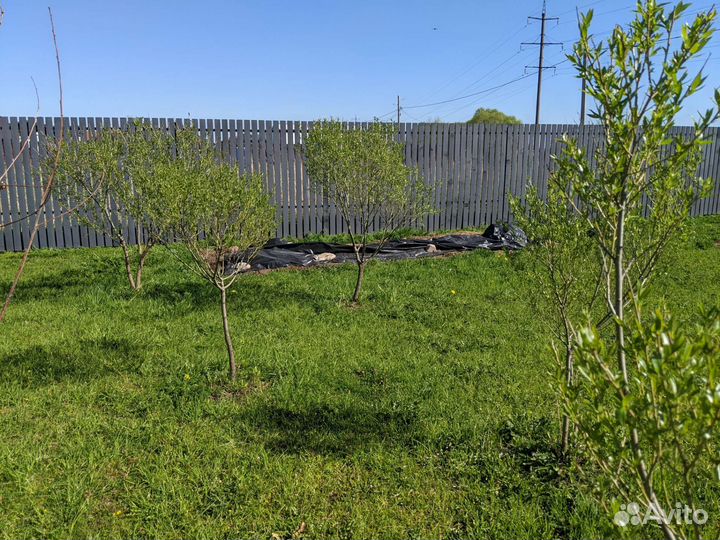 Ива шаровидная дерево крупномер, не питомник