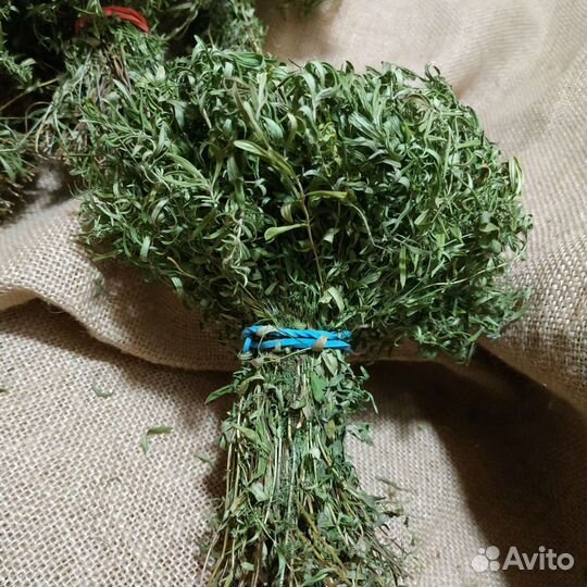 Молодой чабрец