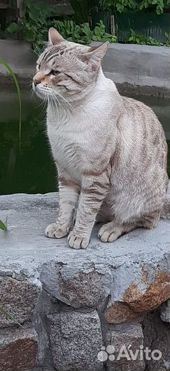 Потерялся кот