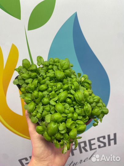 Микрозелень