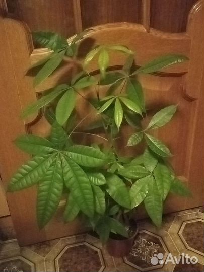 Домашние экзотические растения