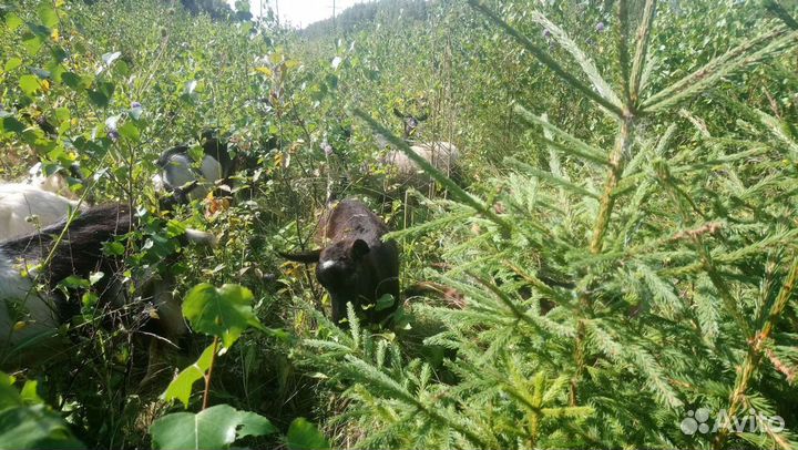 Молоко козье. Бесплатная доставка