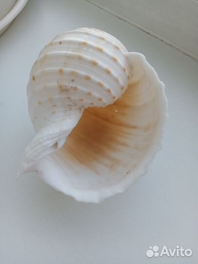 Большие морские ракушки. Мурекс. Кораллы