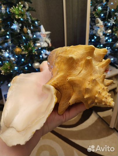 Большая морская раковина